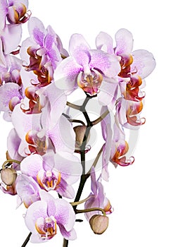 Orchid