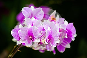 Orchid