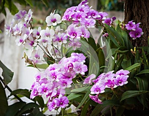 Orchid