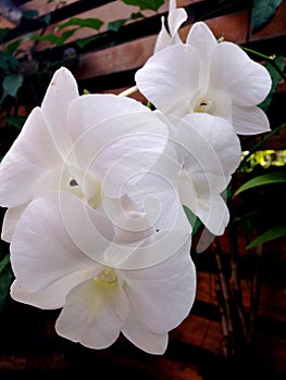 Orchid