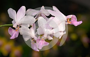 Orchid