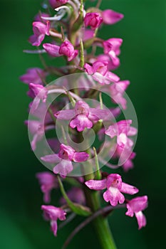 Orchid