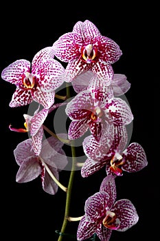 Orchid