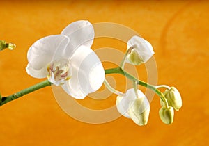 Orchidea 