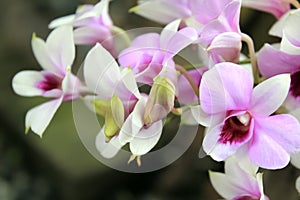 Orchid