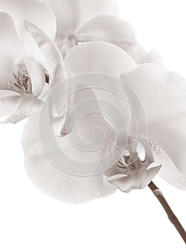 The orchid photo