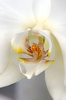 Orquídea 