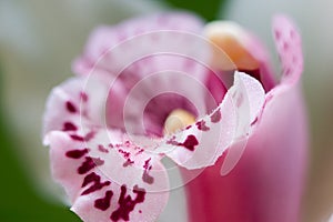 Orchid photo