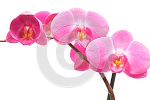 Orchid