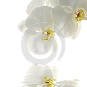 Orchid