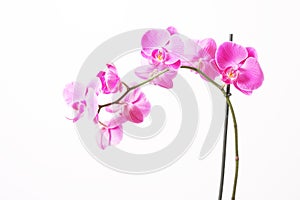 Orchid photo