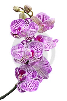 Orchid