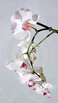 Orchid