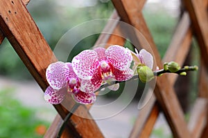 Orchid