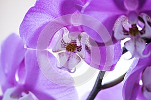 Orchid