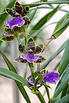 Orchid,  Adelaide Charmer x Dynamo. Zygopetalum