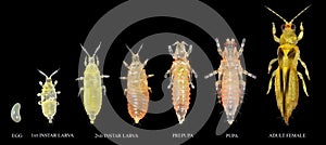 Orchid or anthurium thrips. Development stages photo