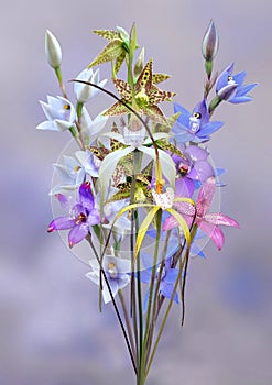 orchid art nature Australia flowers