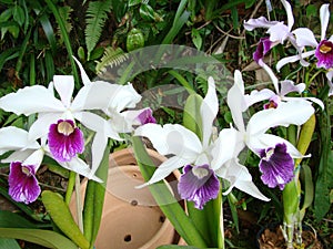Orchid Arundina bambusifolia