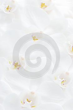 Orchid background