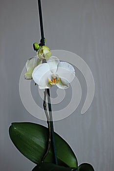 Orchid on a background for landscape and desktop