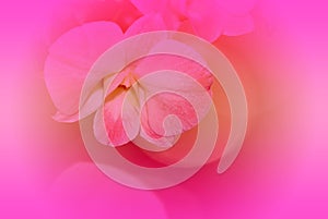 Orchid and background