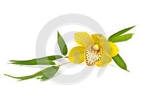 Orchid with bamboos leafs isolated on white background