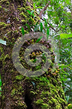 Orchid on bark