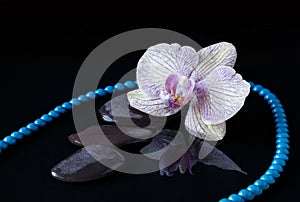 Orchid, bead and stones in water