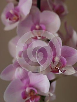 orchid beautiful natural flower delicate aromatic different photo