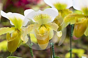 Orquídea hermoso en naturaleza 