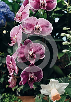 Orchid. Beautiful tropical flower on a background of green leaves.