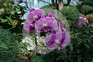 Orchid. Beautiful tropical flower on a background of green leaves.