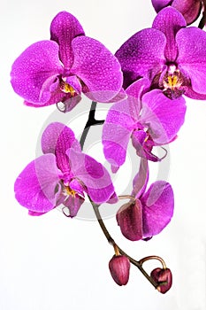 Orchid Beauty