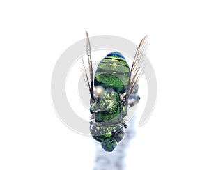 Orchid bee