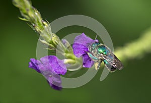 Orchid bee