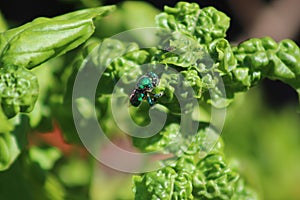 Orchid bee on basil