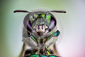 Orchid bee in Costa Rica photo