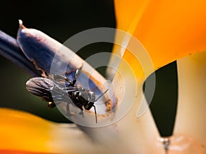 Orchid bee taking nectar from a tropical flower