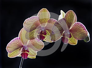 Orchid on black