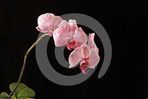 Orchid on black