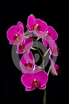 Orchid on Black Background