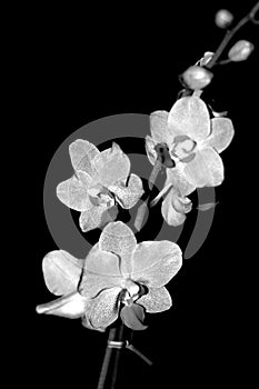 Orchid Black and White