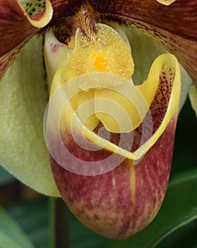 Orchid bloom column, lip, labellum
