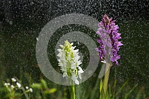 Orchid bloom in the pouring rain like snowing. Blossom and water drops like snow. Purple and white petals blooming flowerr