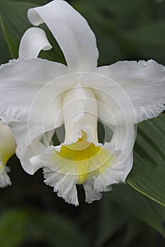 Orchid blooming in wilderness of Costa Rican forest