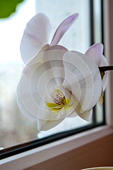 Orchid are blooming on the window