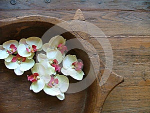 Orquídea flores 