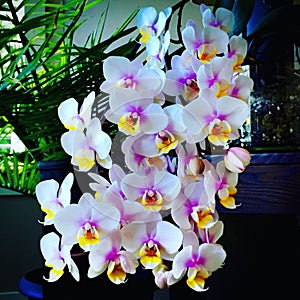 Orchid blooms