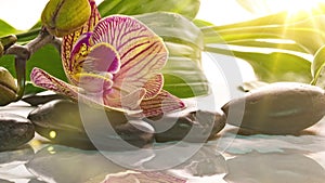 Orchid blooms near stones with reflection in water, time lapse, macro photography, spa concept, zen